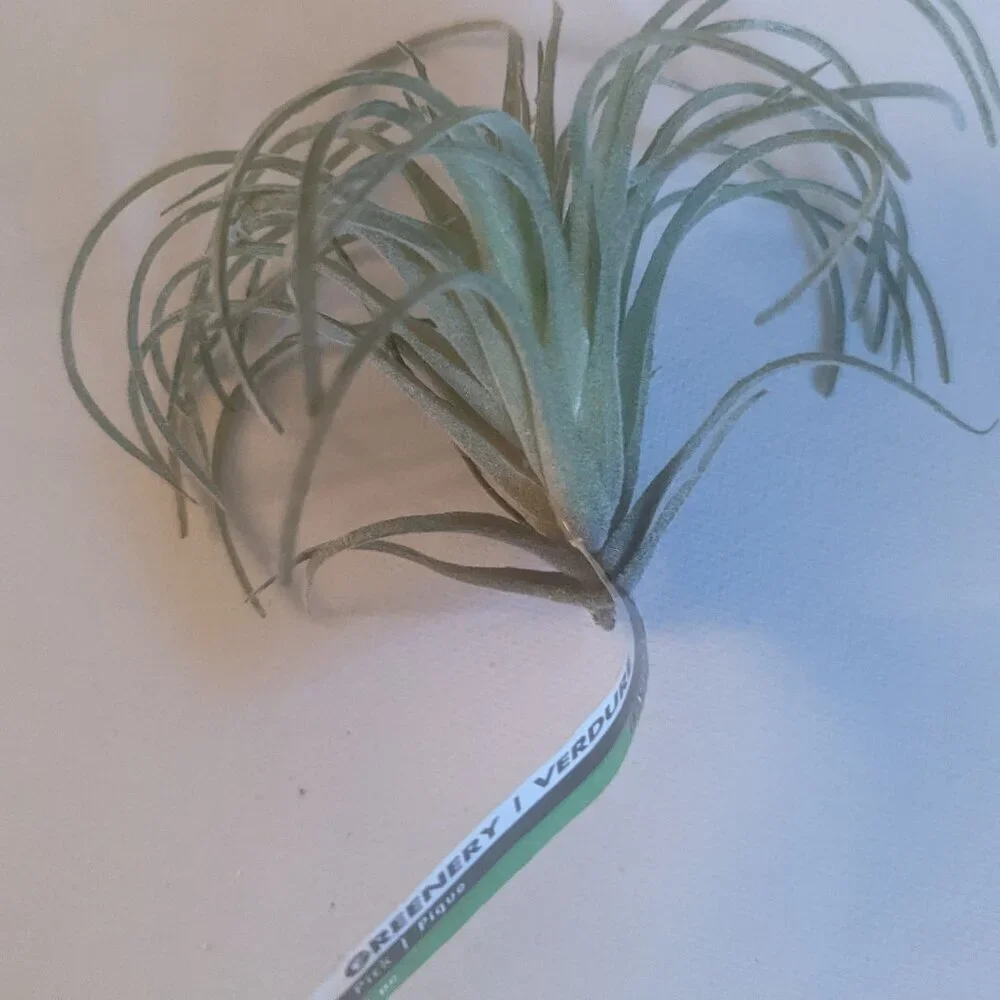 NWT Ashland 2 Spiky Tropical Cabbage Succulent Stems Faux Floral Decor Michael's